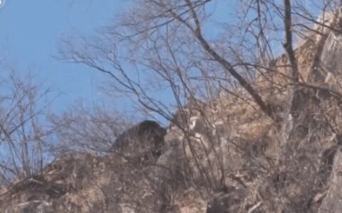 罕见！瓦屋山首现“猛禽之王”，翅展2米握力700斤，还会“复仇”（瓦屋山观鸟攻略）