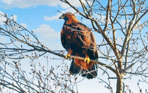 神级动物金雕在四川瓦屋山首次出没，网友们纷纷询问杨过的下落（金雕的窝是怎么做的）