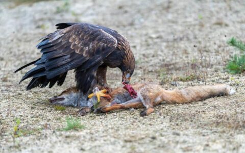 四川瓦屋山首次发现猛禽之王（四川瓦屋山国家森林公园实施条例）