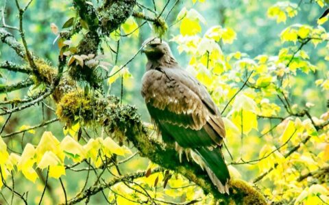 四川洪雅瓦屋山首次发现国家一级保护动物金雕（四川瓦屋山自然保护区）