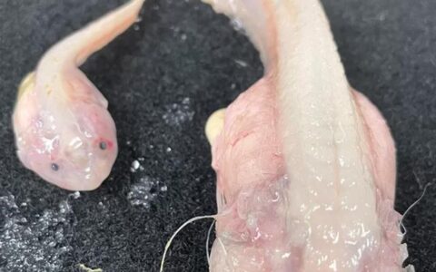 日本8336米深海发现怪鱼：或为最深海域的鱼类，离水融成“啫喱状”（日本深海怪兽）