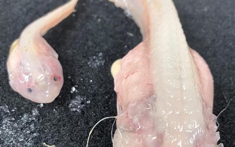 日本8336米深海发现怪鱼：上岸就融化成“果冻状”（日本渔船抓到的海怪）