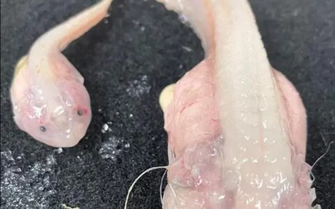 日本8336米深海发现怪鱼，一离开水就会瞬间融化（日本怪鱼视频）