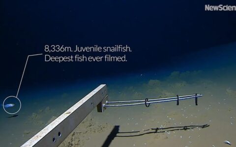 打破纪录！科学家在深海8336米找到一群小鱼，能活下来简直奇迹！（在海底的小鱼叫什么）