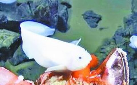 8336米 太平洋深海仍然有鱼游弋（太平洋的深海）