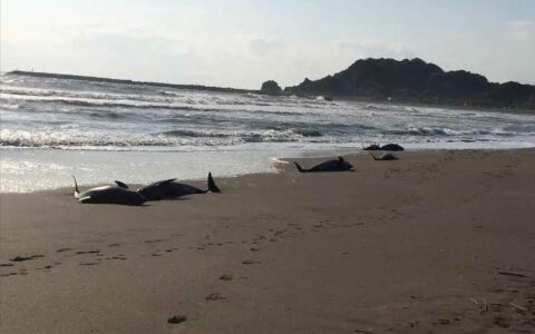 有毒吧！日本千叶沙滩32只海豚搁浅，5只死亡 暗示了什么？（日本海豚岛杀海豚）
