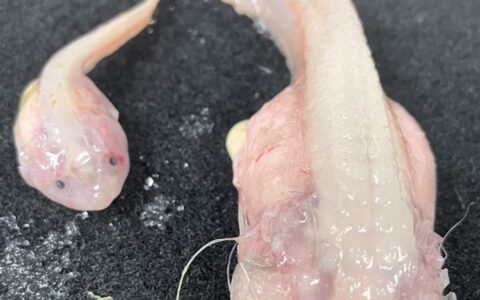 日本8336米深海发现怪鱼，一离水就“融化”，或为已知生活在最深海域的鱼类（日本鱼船打捞海怪是真的吗）