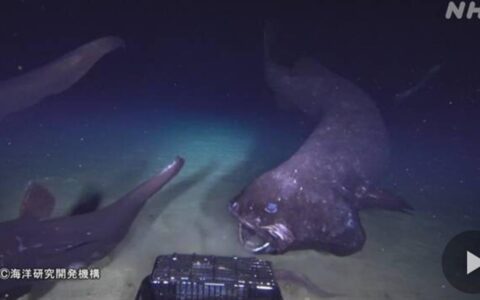 日本在深海发现新物种，体长超2米（日本海域发现奇怪生物是真的吗）