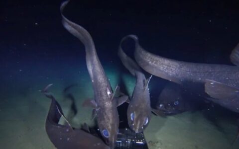 日本发现全球最大深海硬骨鱼：全长2.5米 可能扰乱当地食物链（硬骨鱼类分为哪六类）