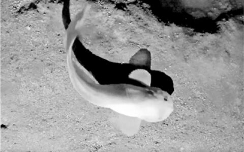 深海7000米下，首次发现超深渊怪鱼的形态变化（深海怪鱼有哪些）