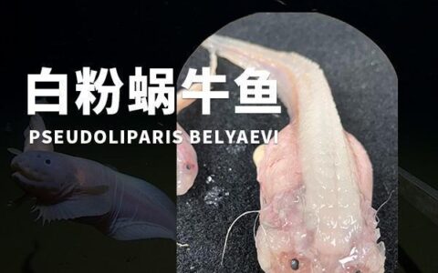 日本8336米深海发现怪鱼，是已知最深海域的鱼类，出水就“融化”（日本深海怪兽动画片叫什么）