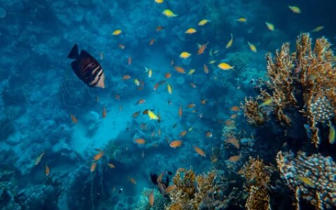 海底有多么恐怖，潜入一万米的深海会遇到什么？远超你的想象！（海底一万米到底有多恐怖?说出来你可能不信）