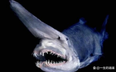 10种奇怪的马里亚纳海沟动物（马里亚纳海沟有没有海怪现象）