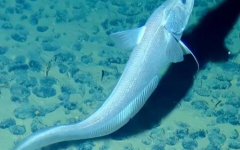 盘点三种奇葩的深海生物，颠覆你的认知！（奇怪的深海动物视频）