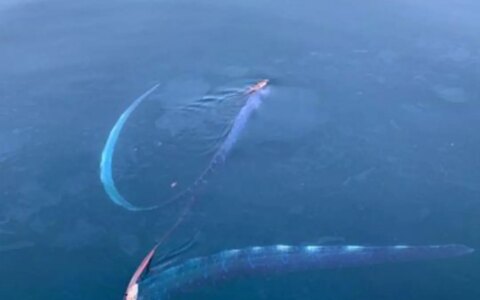 日本再现怪鱼被指大地震前兆，专家回应（日本的地震鱼是什么）