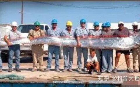 日本渔港出现两条数米长“怪鱼”，民众担忧是地壳剧烈活动前兆（日本捕鱼船海怪）