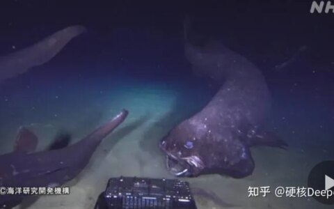 日本又拍到“新物种”，2米的怪鱼，是核辐射还是海底物种入侵？（海洋怪鱼核辐射）