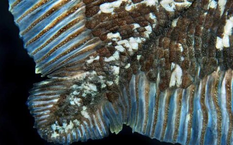 深海怪鱼：55岁才“成年”，可存活一个世纪（深海里的怪鱼动画片）