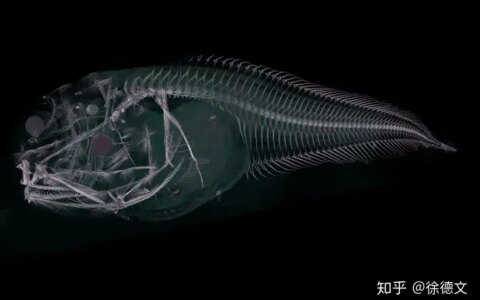 8000米海底发现新幽灵物种，一到海面身体就会融化（海洋中的幽灵）