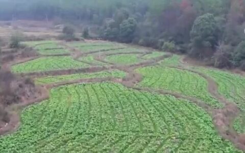 江西各地抢墒忙移栽 让“冬闲田”忙起来（琥珀多寐丸的作用）