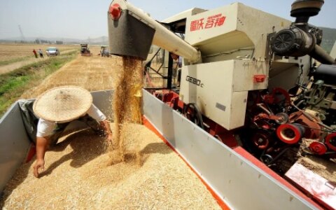 多地小麦价格上涨！目前小麦多少钱一斤？7月小麦价格还会上涨吗（小麦今年价格多少钱一斤）