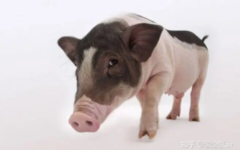 停电=死猪? 到底如何防范养殖场突然停电或者缺相的情况？-猪场夏季停电死亡率是多少