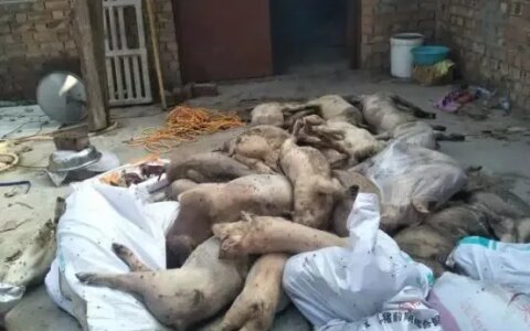 数百头猪崽死亡 养殖户崩溃心寒 谁之过？-规模猪场仔猪正常死亡率