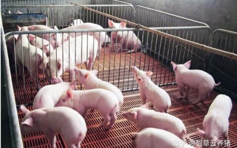 引起猪猝死常见疾病有哪些？-猪猝死的疾病是什么