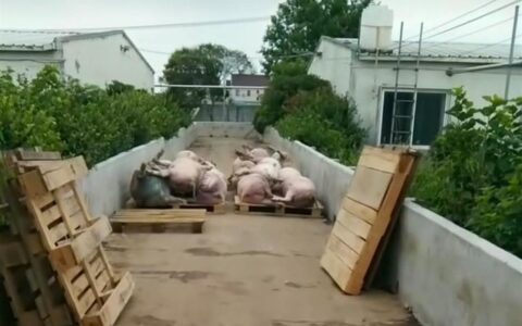 养殖场回应“跳闸断电数千头猪被热死”：没死那么多，已联系保险理赔-养猪场停电