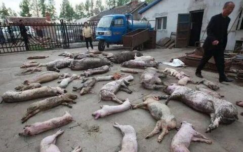 疯传！猪场跳闸断电，上千头猪在高温下被烤熟，养猪场损失惨重！-猪场停电2小时猪会死吗