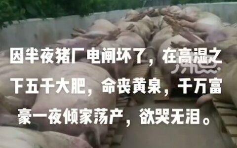 5000头猪高温天闷死！猪场跳闸，老板一夜之间损失上千万！员工：猪价低，没请人值夜班……-仔猪先高温后低温死亡后耳朵和口发紫