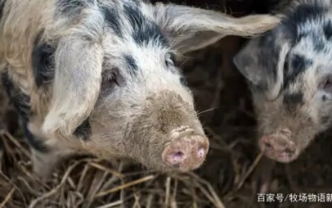 无抗养殖政策下怎么喂料可以让猪不生病？如何喂料能让猪养得好？-猪喂什么药