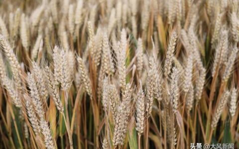 “收割机滞留高速”事件的浮云与真相-收割机收割路线怎么走图解法