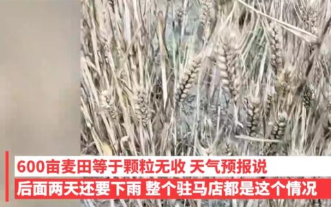 这边小麦因下雨发芽损失惨重，那边上百台收割机不让下高速，到底怎么了？-小麦收割前二十天下雨好不好