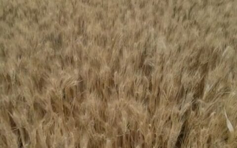 “上百台收割机无法下高速延误收麦子”？麦农回应-大型收割机收麦子