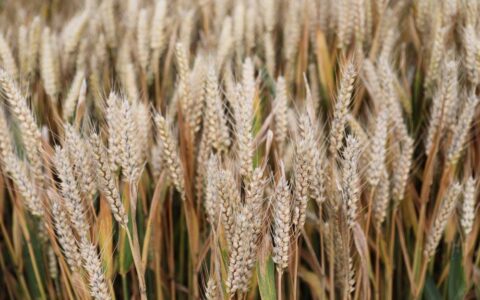 六问“河南南阳上百台收割机无法下高速事件”-河南收割机厂