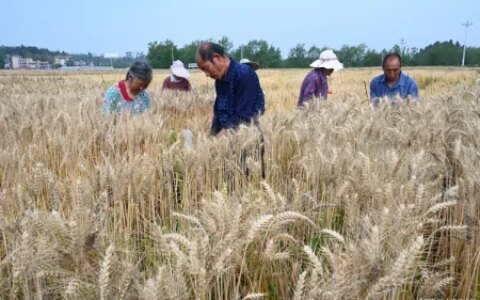 南阳小麦受损真相曝光，收割机被拦事件背后的秘密，你一定想不到-南阳小麦今日价格