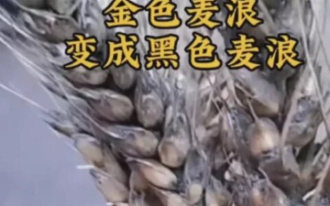 农机手在叫苦，河南主管部门在喊冤，孰是孰非？问题在这-河南农机网