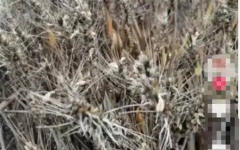 小麦淋雨受损和收割机事件虽无关联，也当读懂背后的民生期盼-收割小麦下雨前还是下雨后好