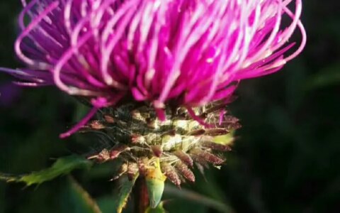 此心安处是吾乡（四）-此心安处是吾乡 知乎