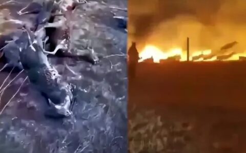 人类的牢笼，动物的地狱：大火中羊群死于边境网，劣猴入园遭群欺-牢笼里的人类图片