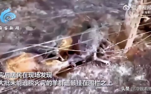 中蒙边境大火燎原，百余头牲畜丧生火海-中蒙边境开放了吗