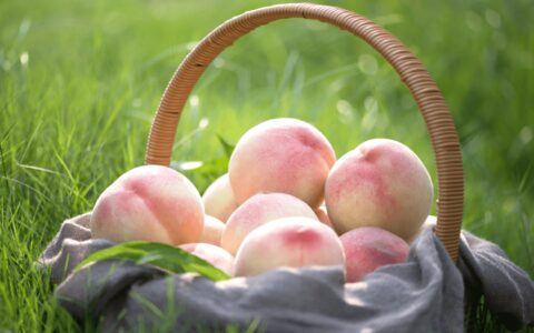 阳山白凤桃，即将上市！-阳山和白凤哪个好吃一点