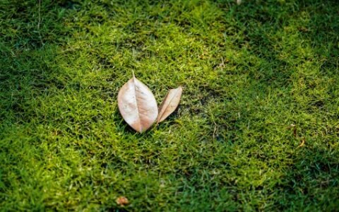 知识产权环球资讯丨加多宝被判赔3亿；微软收购暴雪英美态度反转-加多宝市值多少亿