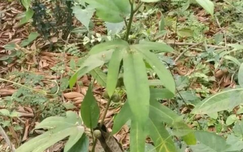 五指毛桃的功效和作用：既可入药，又可煲汤-五指毛桃的功效和禁忌