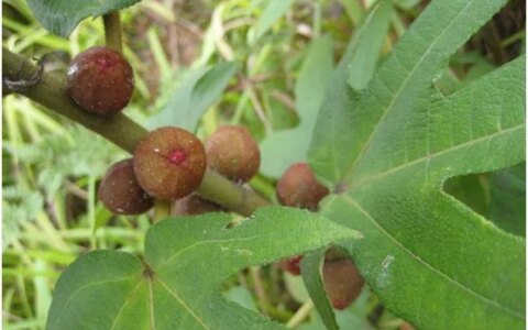五指毛桃的作用、功效-五指毛桃的作用功效和禁忌