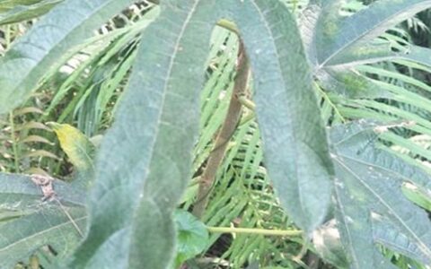 你认识五指毛桃吗？五指毛桃有什么秘密，你知道吗？-五指毛桃 有什么作用