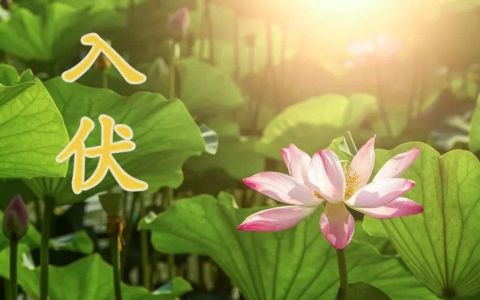 三伏天是几月几号2023-三伏天需要注意什么