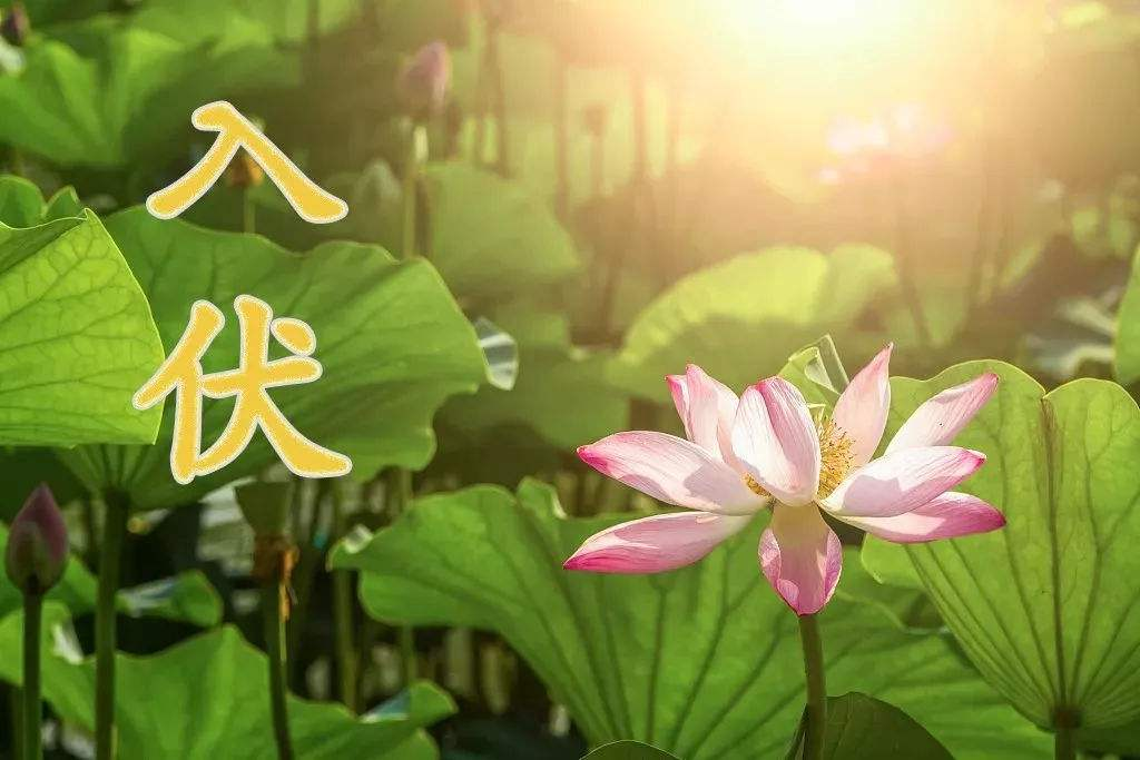 三伏天是几月几号2023-三伏天需要注意什么