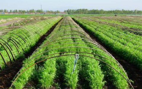 胡萝卜种植时间及重点措施-胡萝卜种植技术与方法